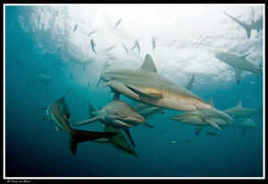 Oceanic blacktips... by Dray Van Beeck 